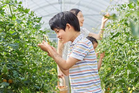 小男孩和小女孩用放大镜观察蔬菜图片