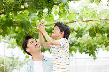 亲子农家乐爸爸和小男孩在葡萄园观察葡萄背景