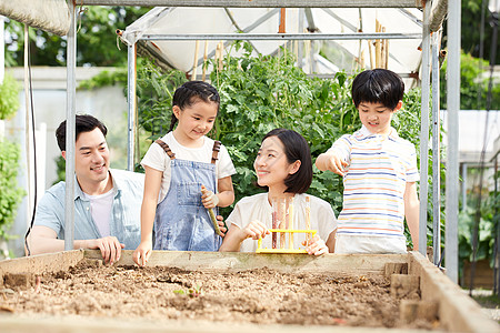 田园亲子活动一家四口在菜园研究种子背景