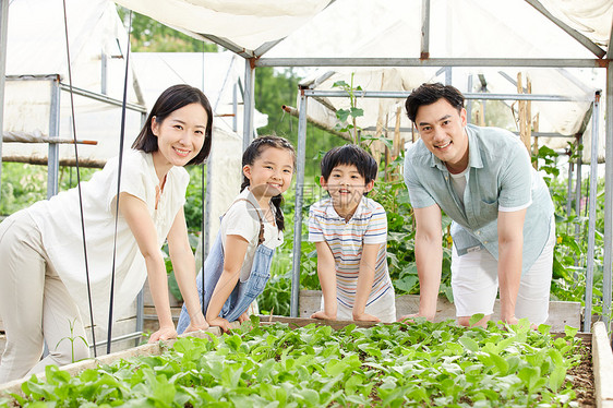 一家四口在菜园采摘蔬菜图片