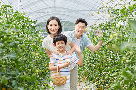 一家人采摘一家人菜园采摘蔬菜打招呼背景