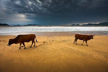 牛在海滩漫步图片