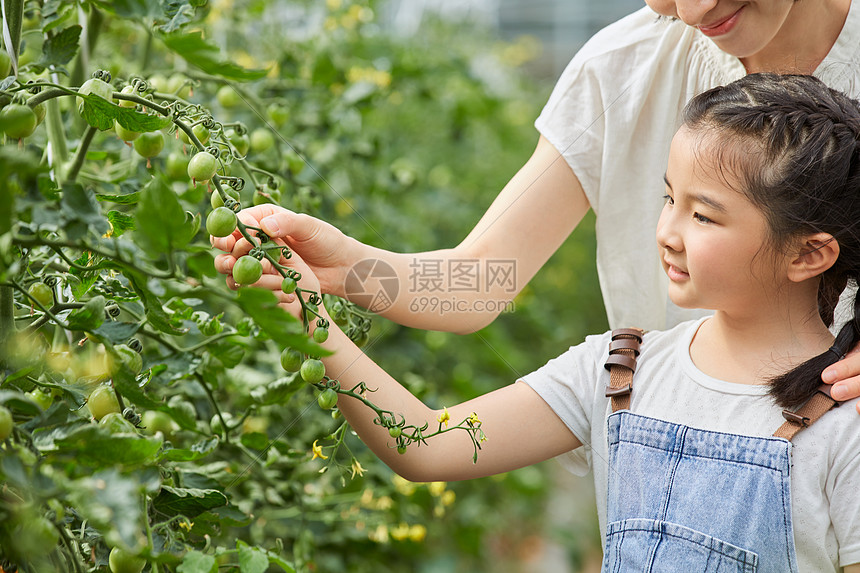 妈妈和小女孩采摘圣女果图片