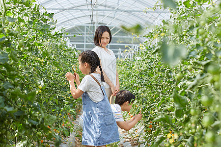 小男孩和小女孩用放大镜观察蔬菜图片