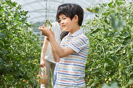 小男孩用放大镜观察蔬菜图片