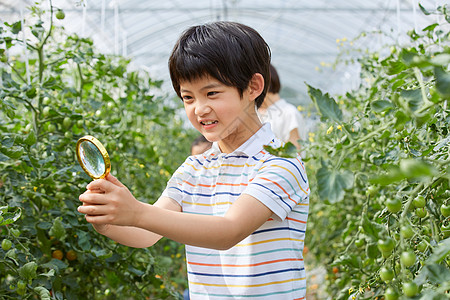 小男孩用放大镜观察蔬菜图片