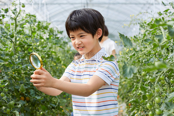 小男孩用放大镜观察蔬菜图片