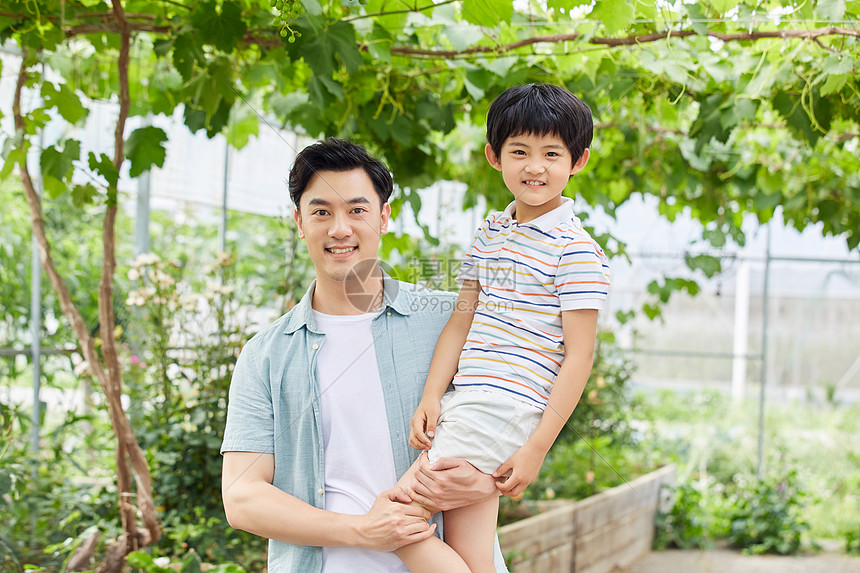 年轻爸爸抱着男孩摘葡萄图片