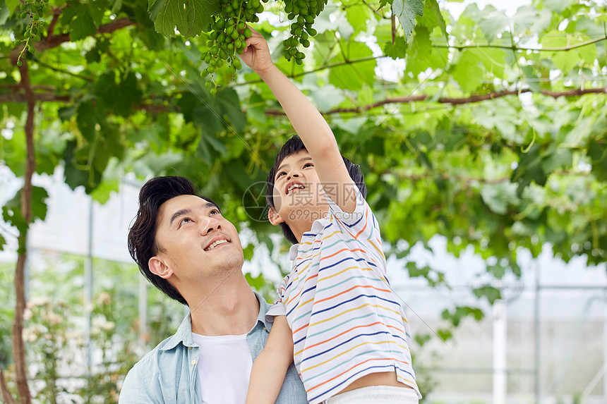 年轻爸爸抱着男孩摘葡萄图片