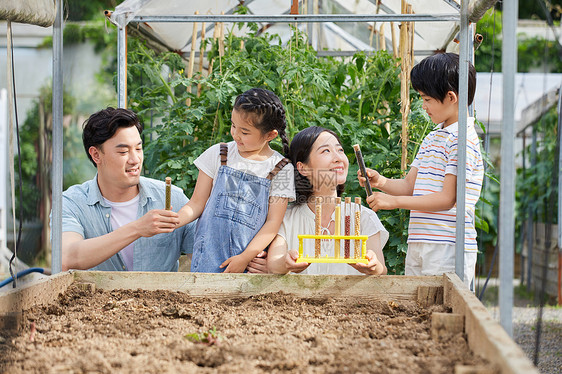 一家四口在菜园研究种子图片