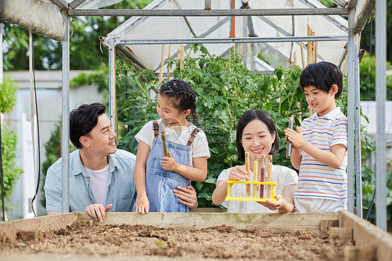 一家四口在菜园研究种子图片