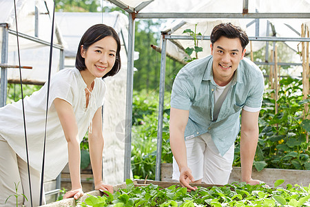 蔬菜农场年轻夫妻在菜园采摘蔬菜背景