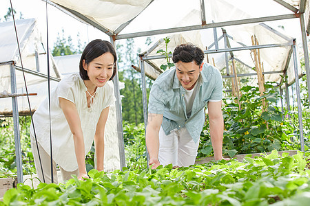 年轻夫妻在菜园采摘蔬菜图片