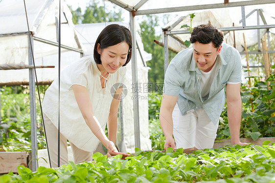 年轻夫妻在菜园采摘蔬菜图片