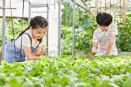 小男孩和小女孩用放大镜观察蔬菜图片