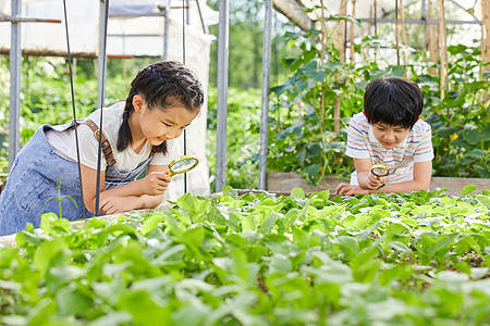 甜菜地小男孩和小女孩用放大镜观察蔬菜背景