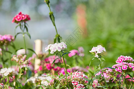 石竹花花卉石竹高清图片