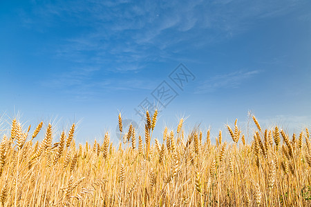 小麦成熟背景图片