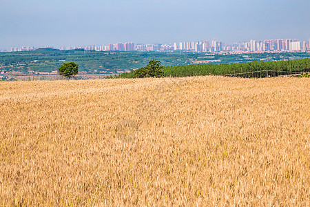 麦田与城市图片