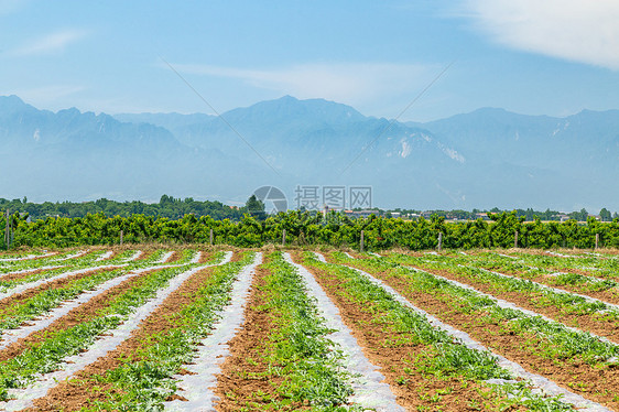 秦岭山下的瓜田图片