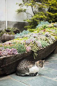 多肉植物和猫图片