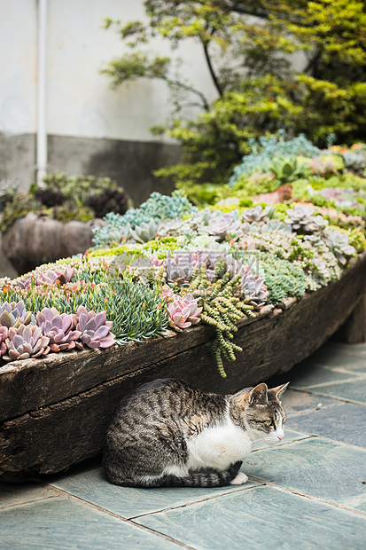 多肉植物和猫图片