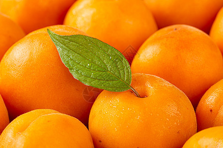 采摘的新鲜的杏子背景图片