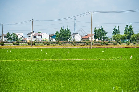 乡间水稻田背景图片