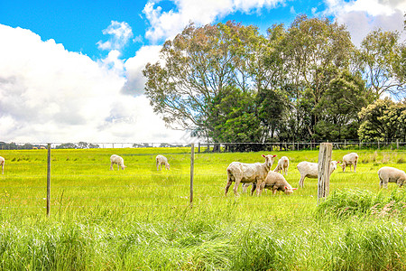 牧场羊群澳大利亚天然牧场自驾风光背景