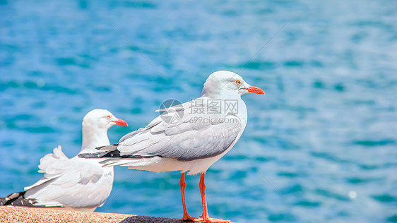 澳大利亚海边静立的海鸥图片