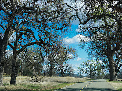 美国西部自驾沿途风光奇树异木图片