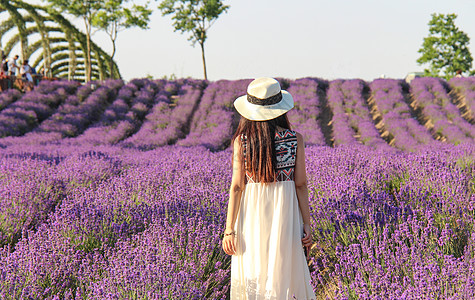 菊花海薰衣草花海女孩背影背景