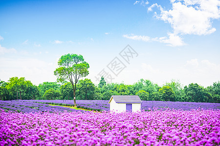 薰衣花海中的小木屋图片