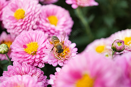 蜜蜂采花特写图片