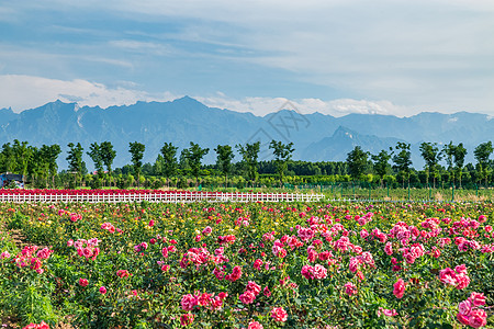 月季花园玫瑰花圃高清图片