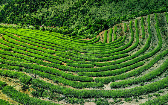 航拍网红长龙茶山图片