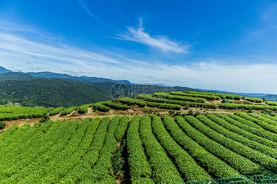 福州网红长龙茶山图片