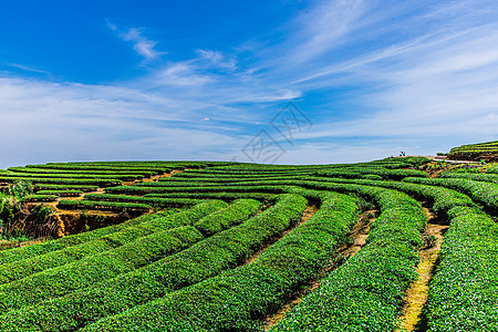 福建茶叶福州网红长龙茶山背景