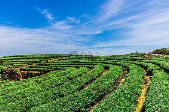 福州网红长龙茶山图片