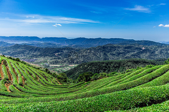 福州网红长龙茶山图片