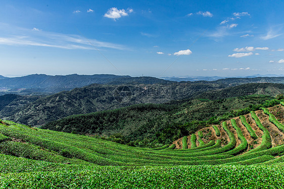 福州网红长龙茶山图片