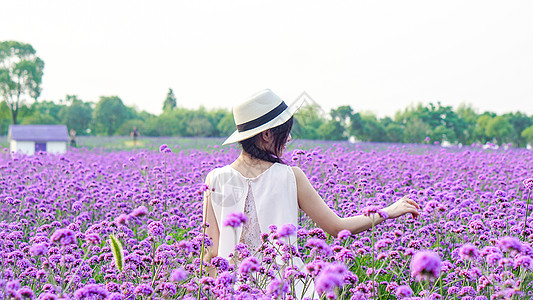 马鞭草属紫色花海女孩背影背景