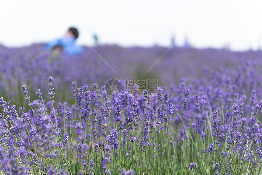 夏季的薰衣草花海高清图片下载 正版图片 摄图网