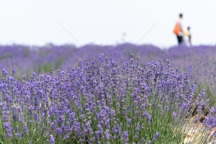 夏季的薰衣草花海高清图片下载 正版图片 摄图网