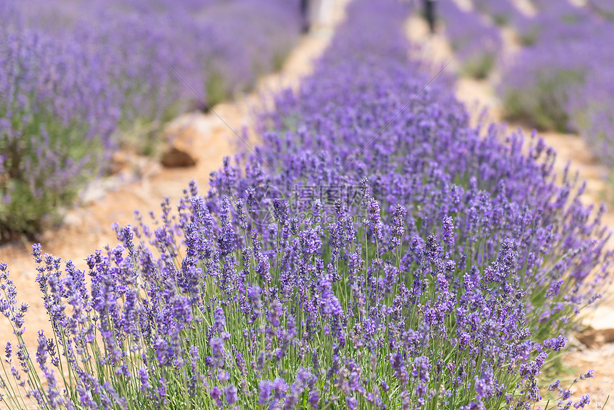 夏季的薰衣草花海高清图片下载 正版图片 摄图网
