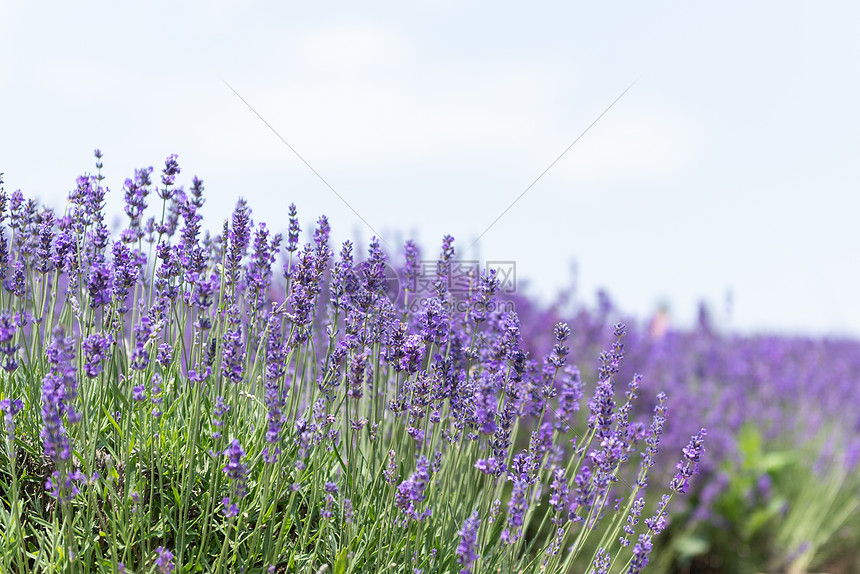 夏季的薰衣草花海高清图片下载 正版图片 摄图网
