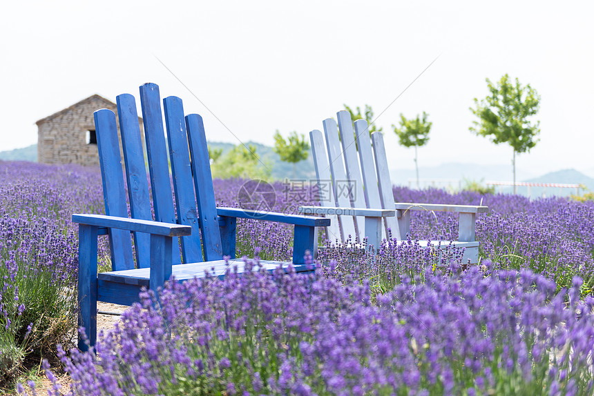 夏季的薰衣草花海高清图片下载 正版图片 摄图网
