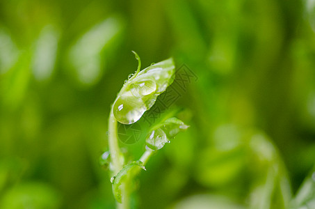 豌豆苗发芽种植蔬菜高清图片