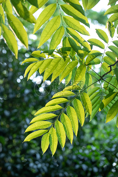 夏日树荫图片