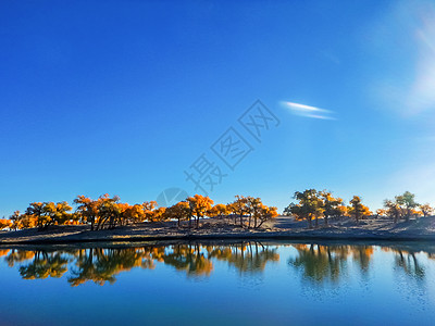 胡杨林景区内蒙古额济纳旗胡杨林背景